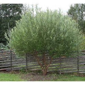 Salix fragilis 'Bullata' / Rabe remmelgas 'Bullata'